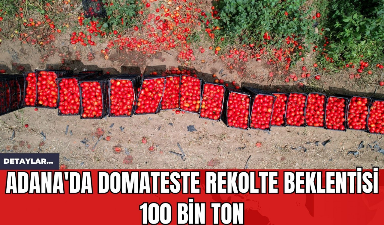 Adana'da Domateste Rekolte Beklentisi 100 Bin Ton