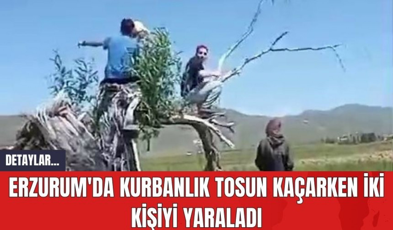 Erzurum'da Kurbanlık Tosun Kaçarken İki Kişiyi Yaraladı