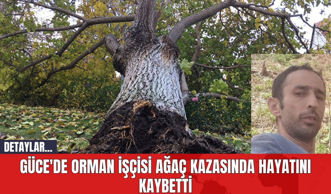 Güce'de Orman İşçisi Ağaç Kazasında Hayatını Kaybetti