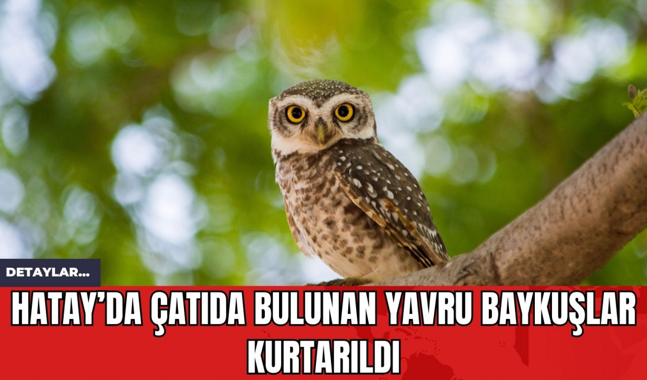 Hatay’da Çatıda Bulunan Yavru Baykuşlar Kurtarıldı