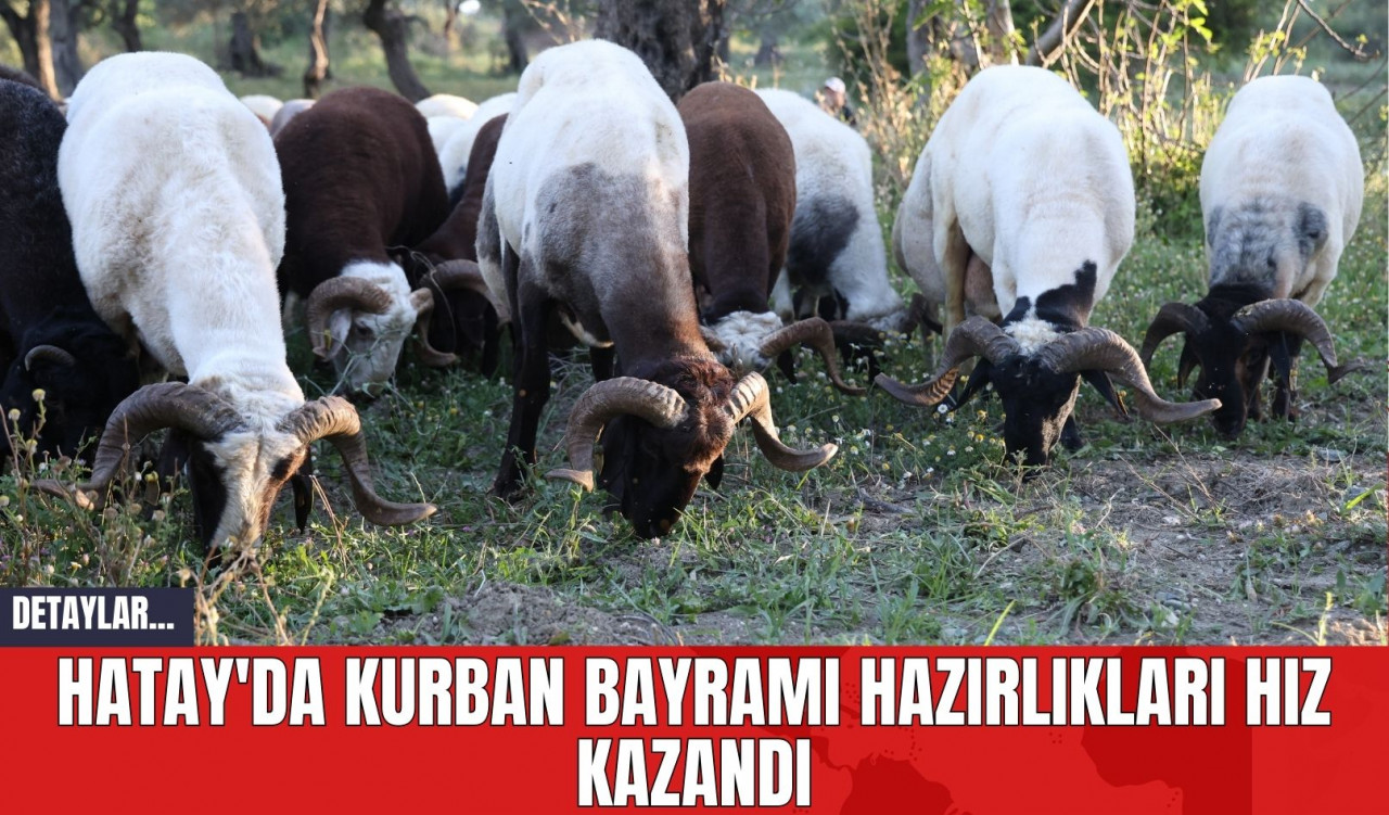 Hatay'da Kurban Bayramı Hazırlıkları Hız Kazandı