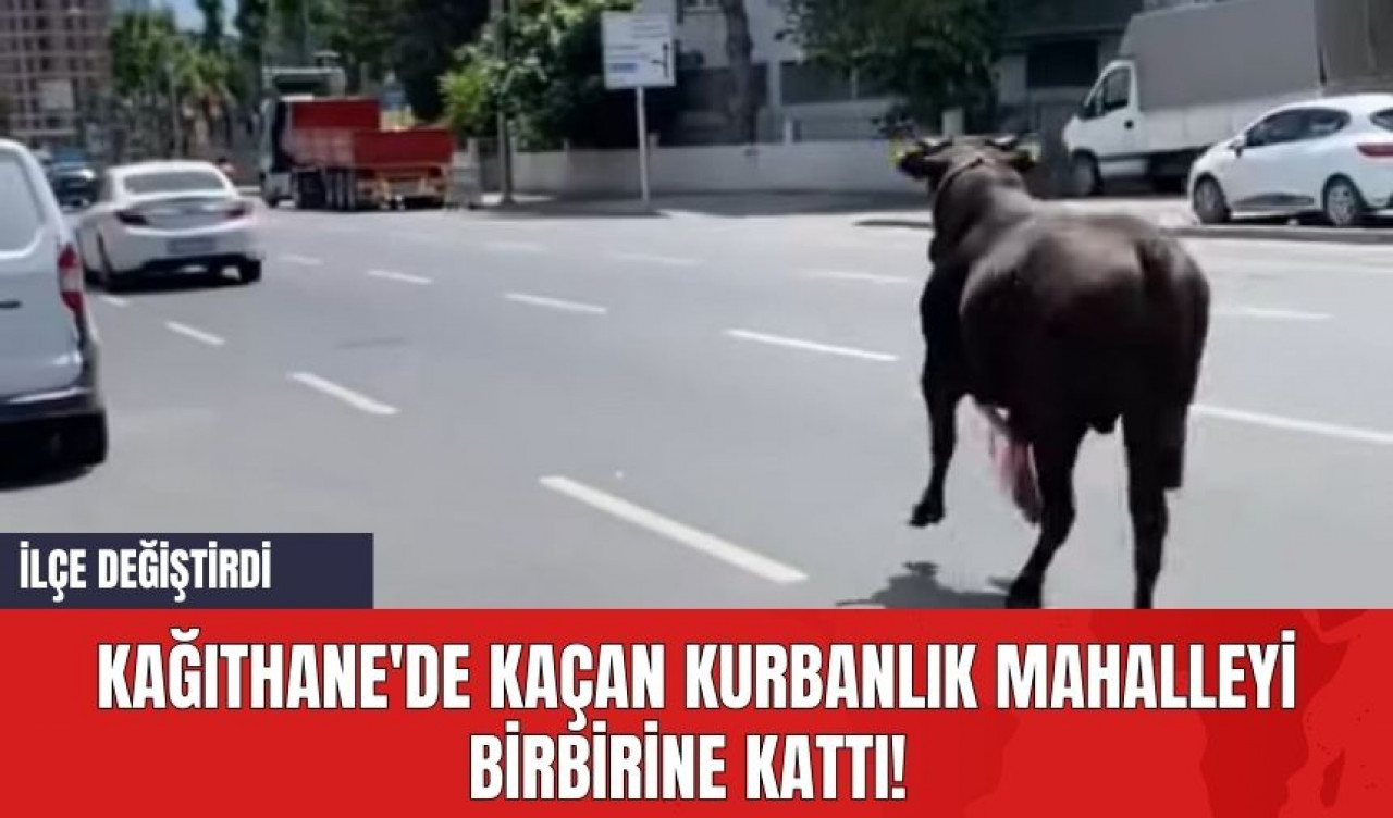 Kağıthane'de Kaçan Kurbanlık Mahalleyi Birbirine Kattı! İlçe Değiştirdi