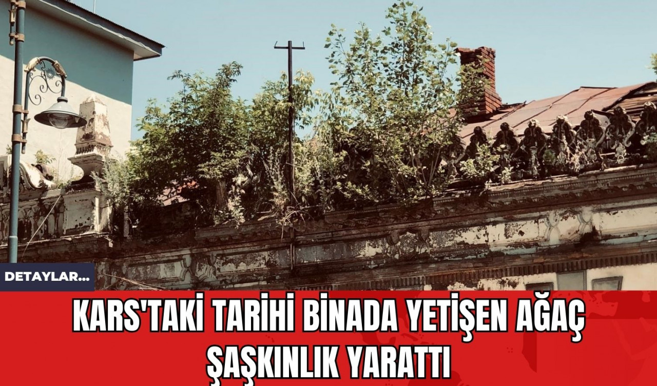 Kars'taki Tarihi Binada Yetişen Ağaç Şaşkınlık Yarattı