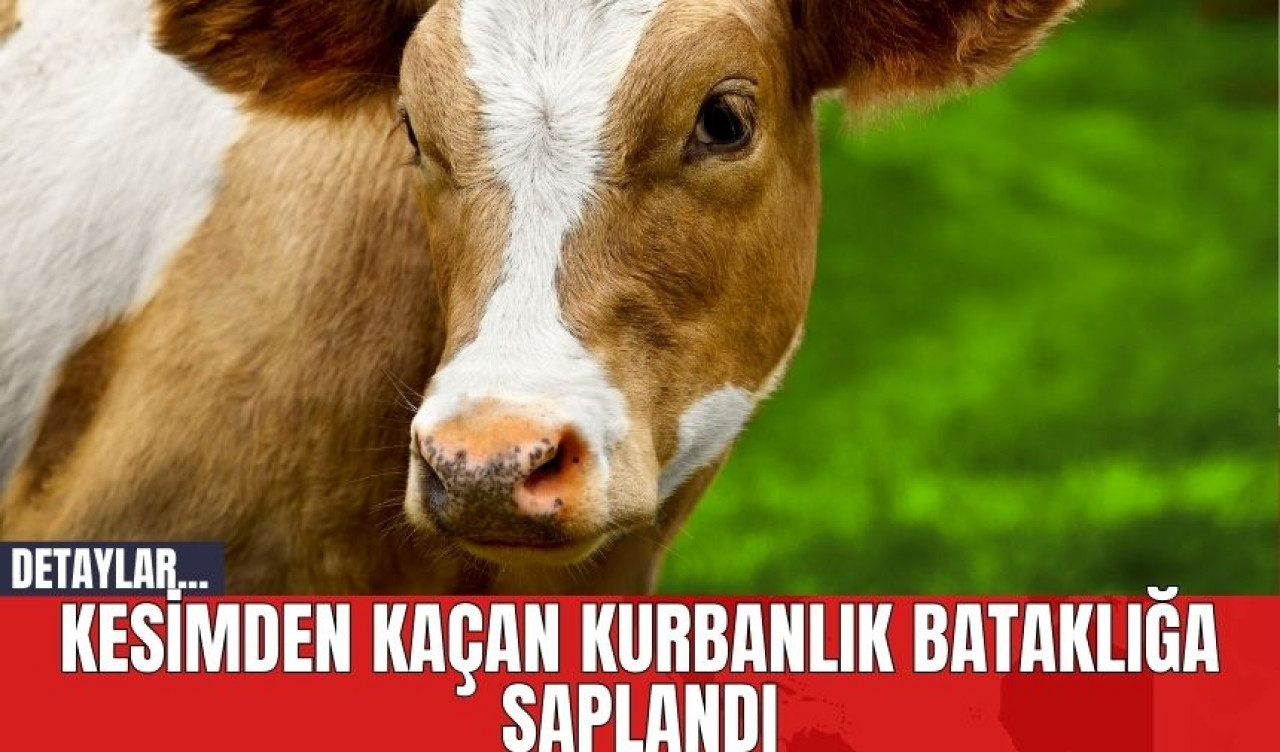 Kesimden Kaçan Kurbanlık Bataklığa Saplandı