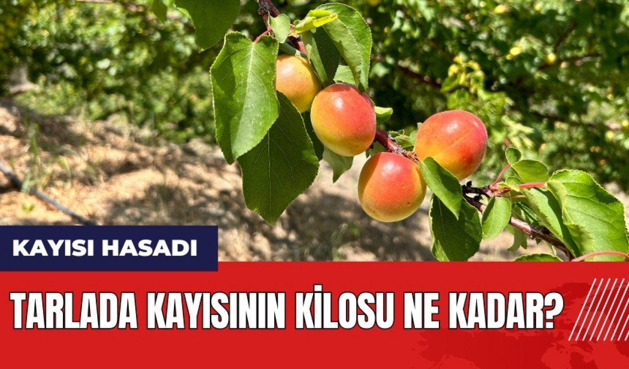 Hatay'da kayısı hasadı başladı! Tarlada kayısının kilosu ne kadar?