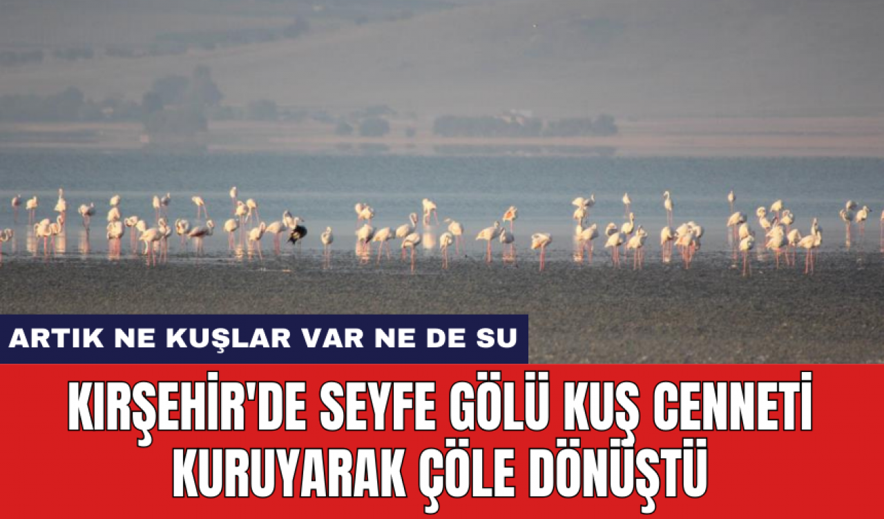 Kırşehir'de Seyfe Gölü Kuş Cenneti kuruyarak çöle dönüştü