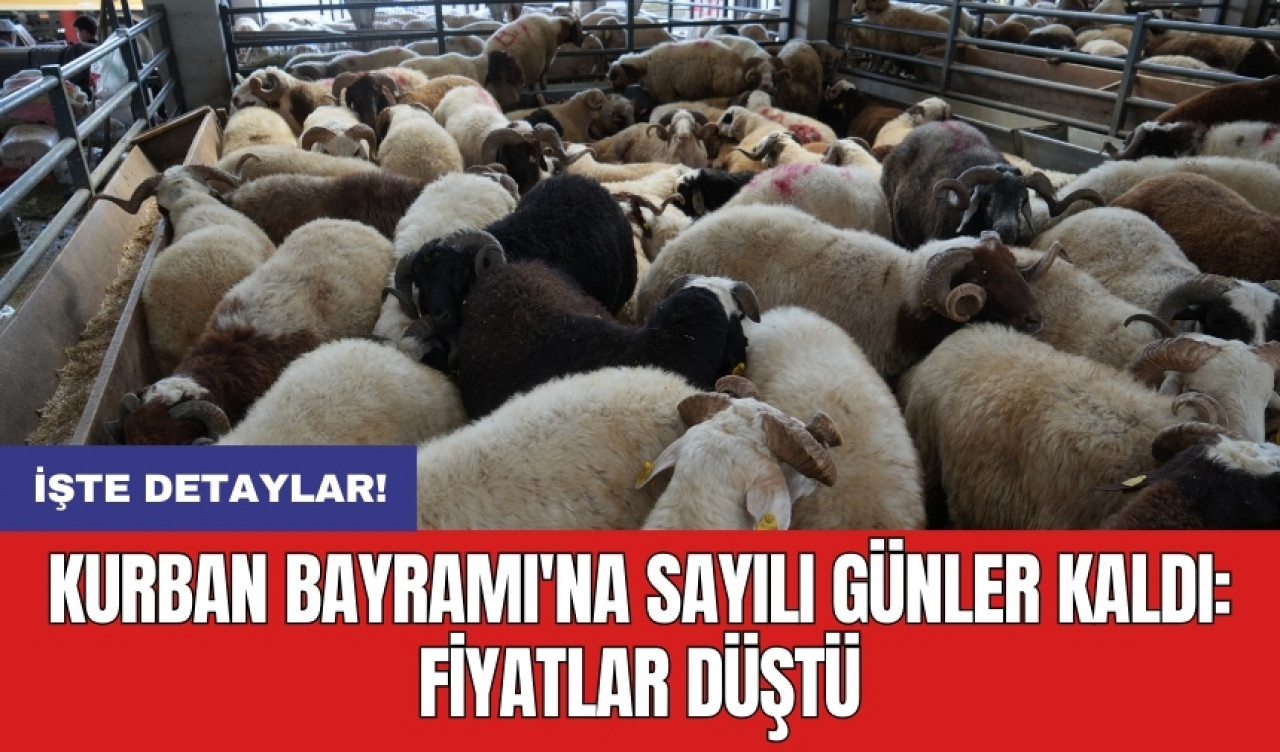 Kurban Bayramı'na sayılı günler kaldı: Fiyatlar düştü