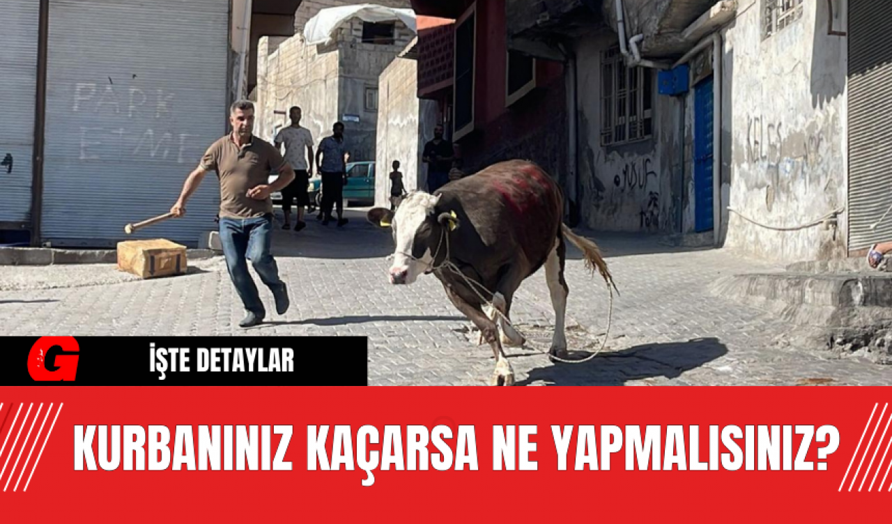 Kurbanınız Kaçarsa Ne Yapmalısınız?