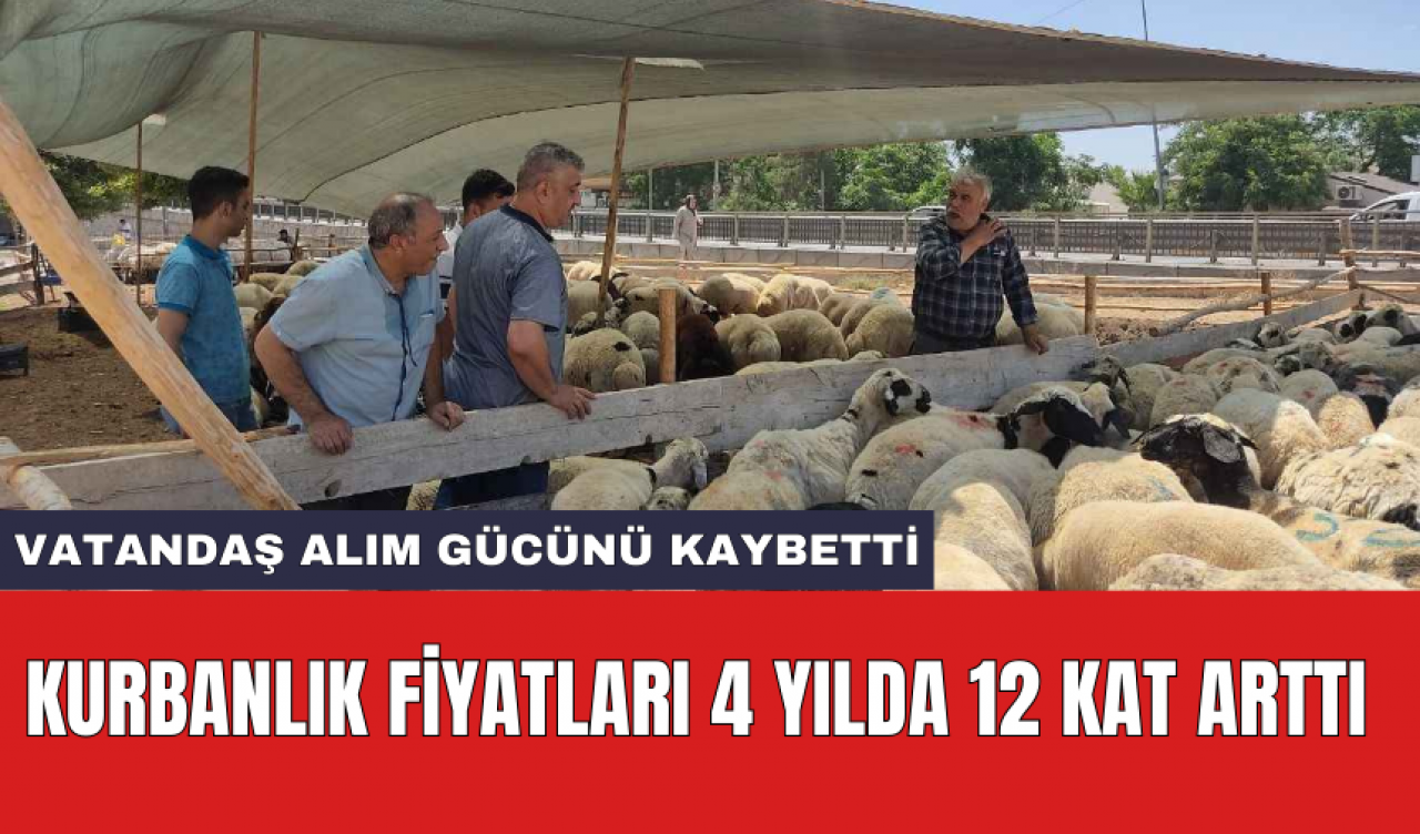 Kurbanlık fiyatları 4 yılda 12 kat arttı