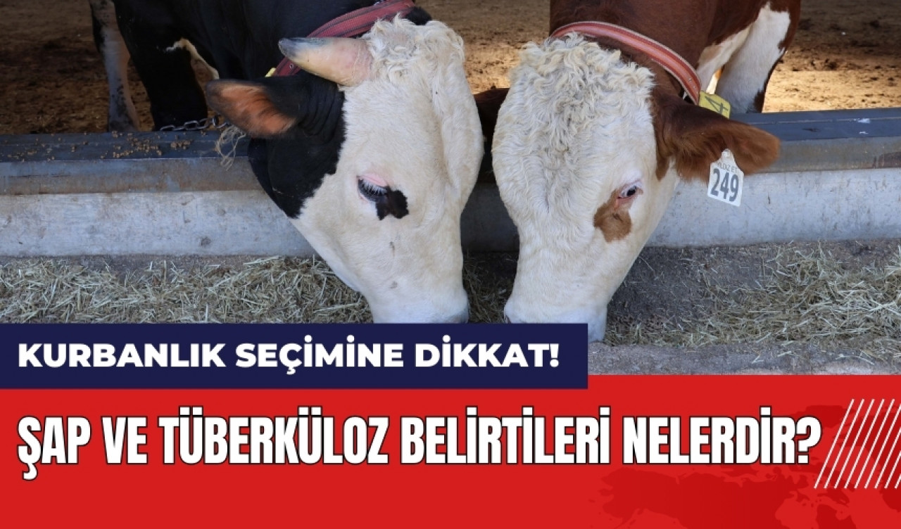 Kurbanlık hayvan seçimine dikkat! Şap ve tüberküloz belirtileri nelerdir?