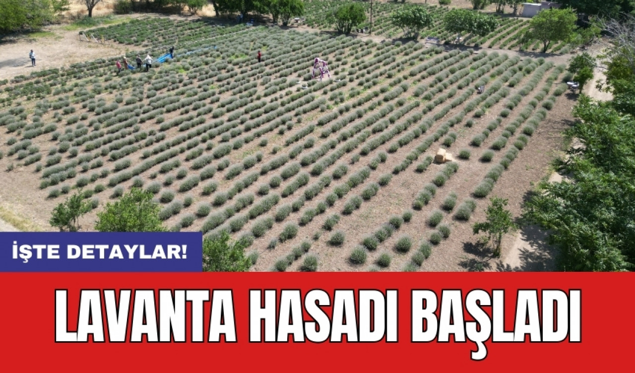 Lavanta hasadı başladı