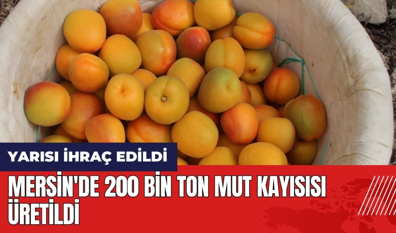 Mersin'de 200 bin ton Mut kayısısı üretildi