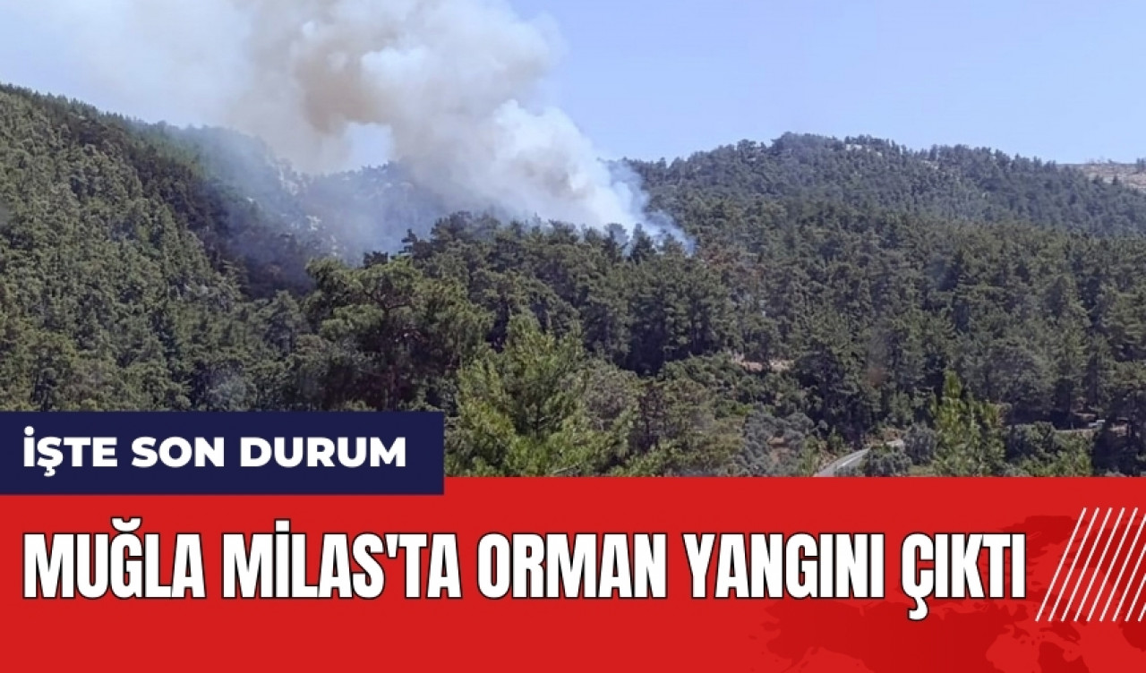 Muğla Milas'ta orman yangını çıktı