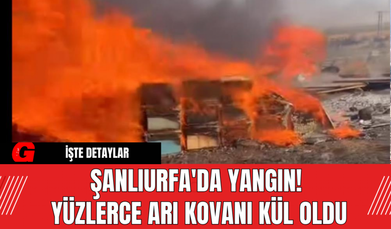 Şanlıurfa'da Yangın! Yüzlerce Arı Kovanı Kül Oldu