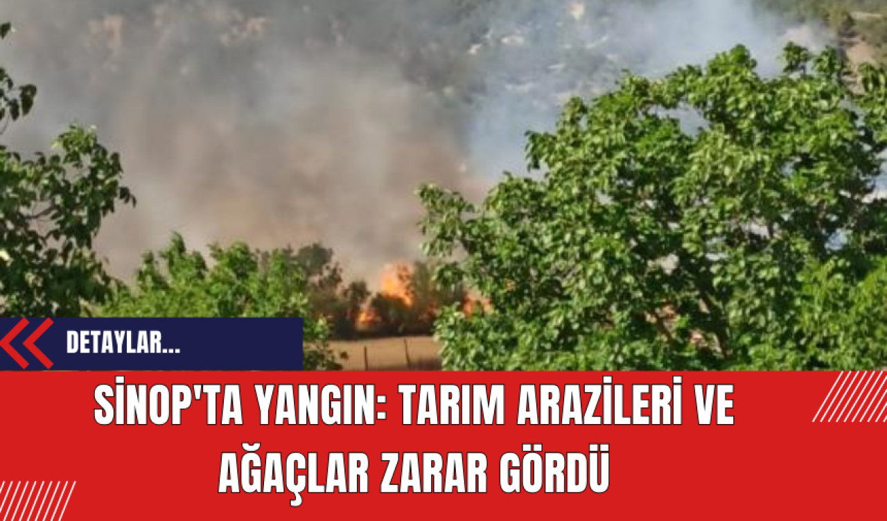 Sinop'ta Yangın: Tarım Arazileri ve Ağaçlar Zarar Gördü