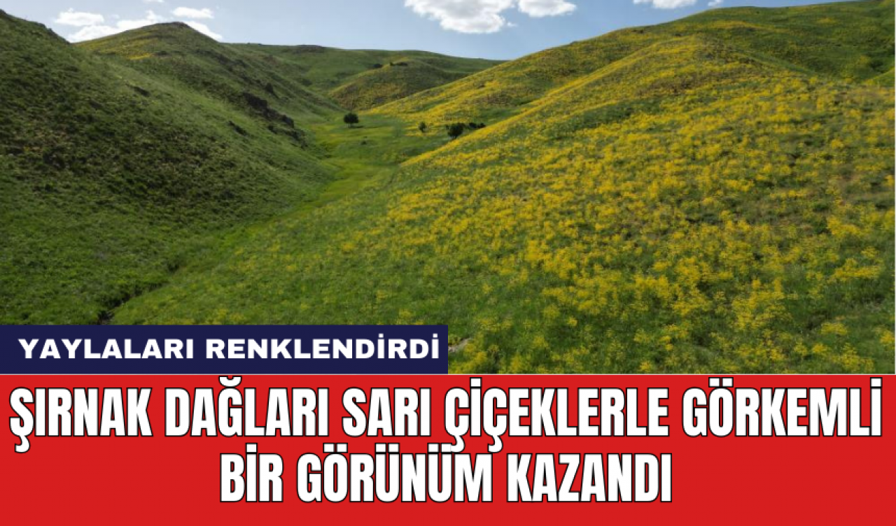 Şırnak dağları sarı çiçeklerle görkemli bir görünüm kazandı