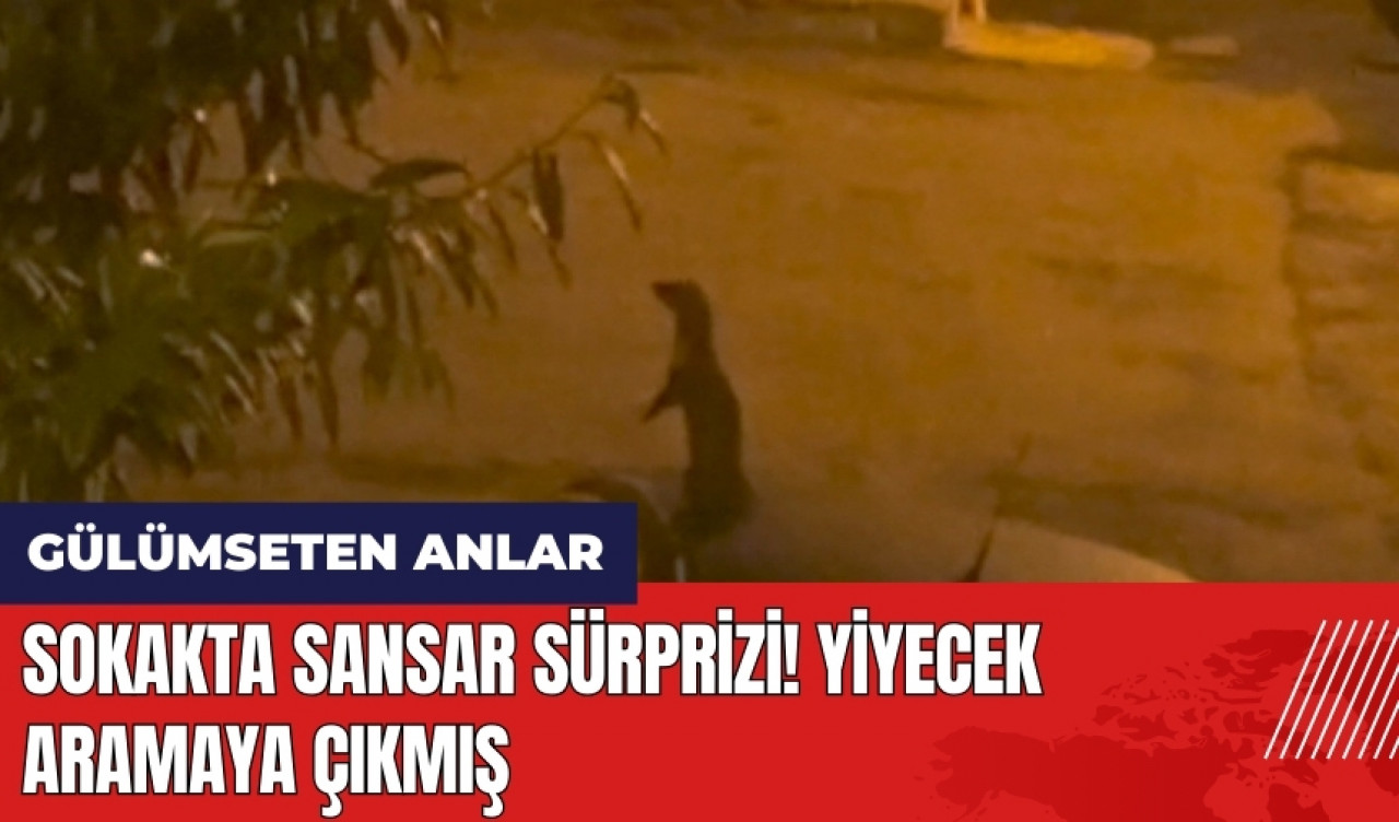 Sokakta sansar sürprizi! Yiyecek aramaya çıkmış