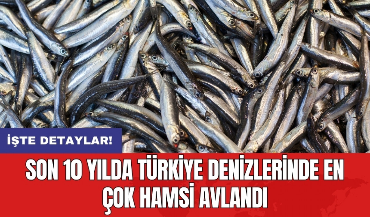 Son 10 yılda Türkiye denizlerinde en çok hamsi avlandı