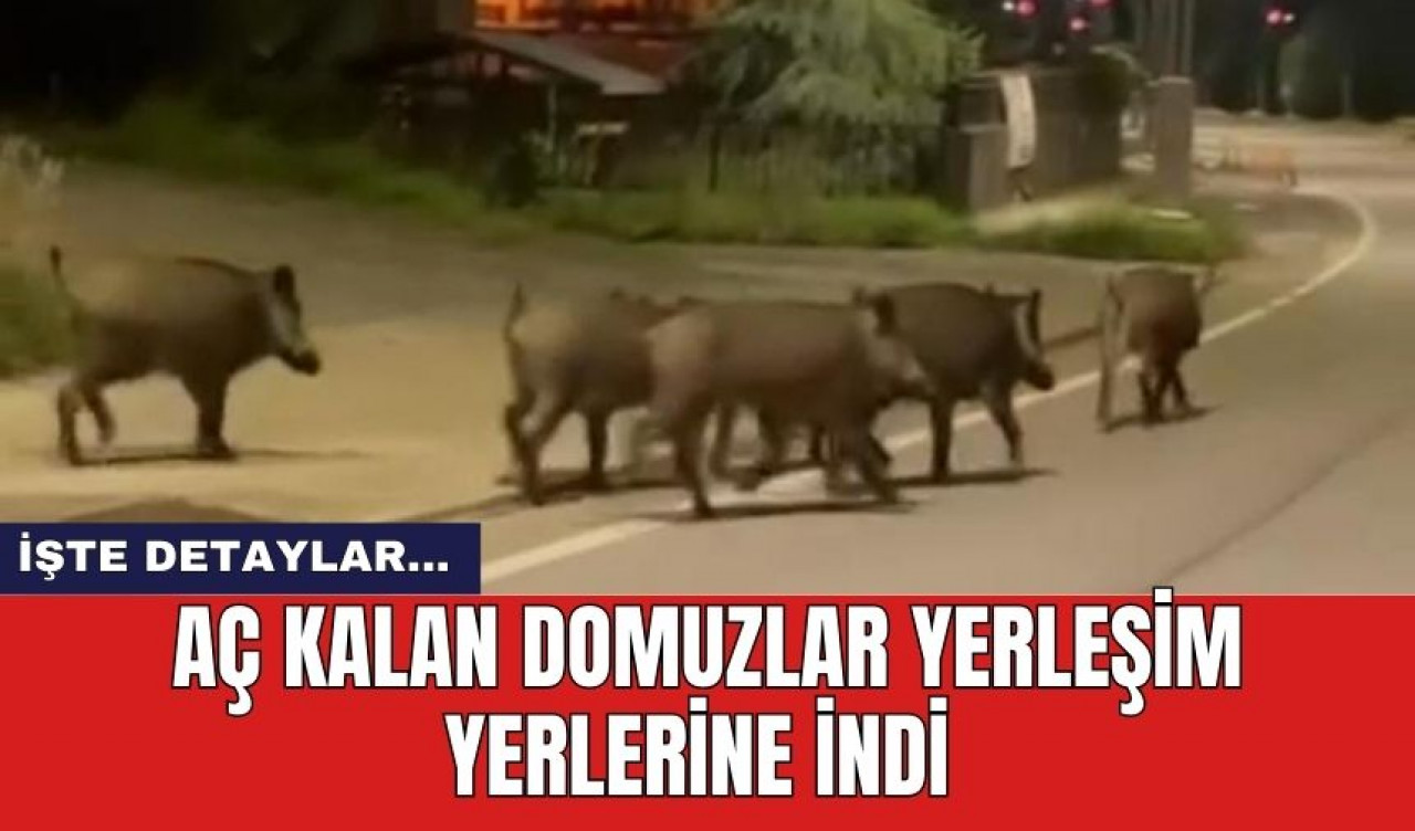 Aç kalan domuzlar yerleşim yerlerine indi