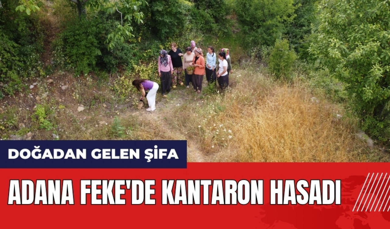 Adana Feke'de kantaron hasadı