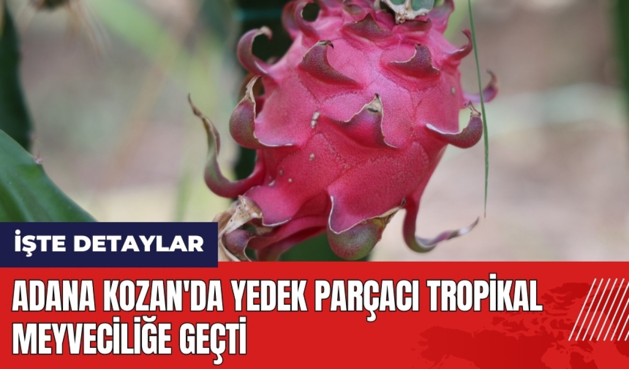 Adana Kozan'da yedek parçacı tropikal meyveciliğe geçti