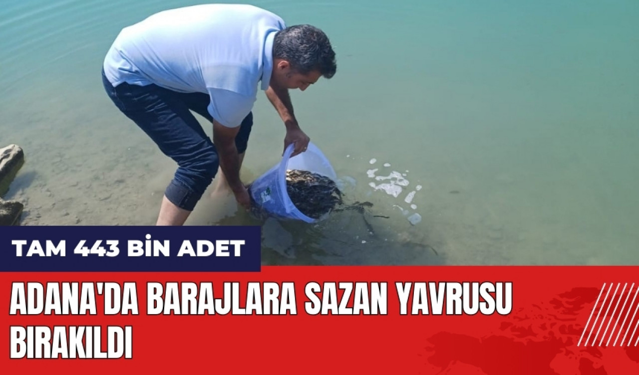 Adana'da barajlara 443 bin sazan yavrusu bırakıldı