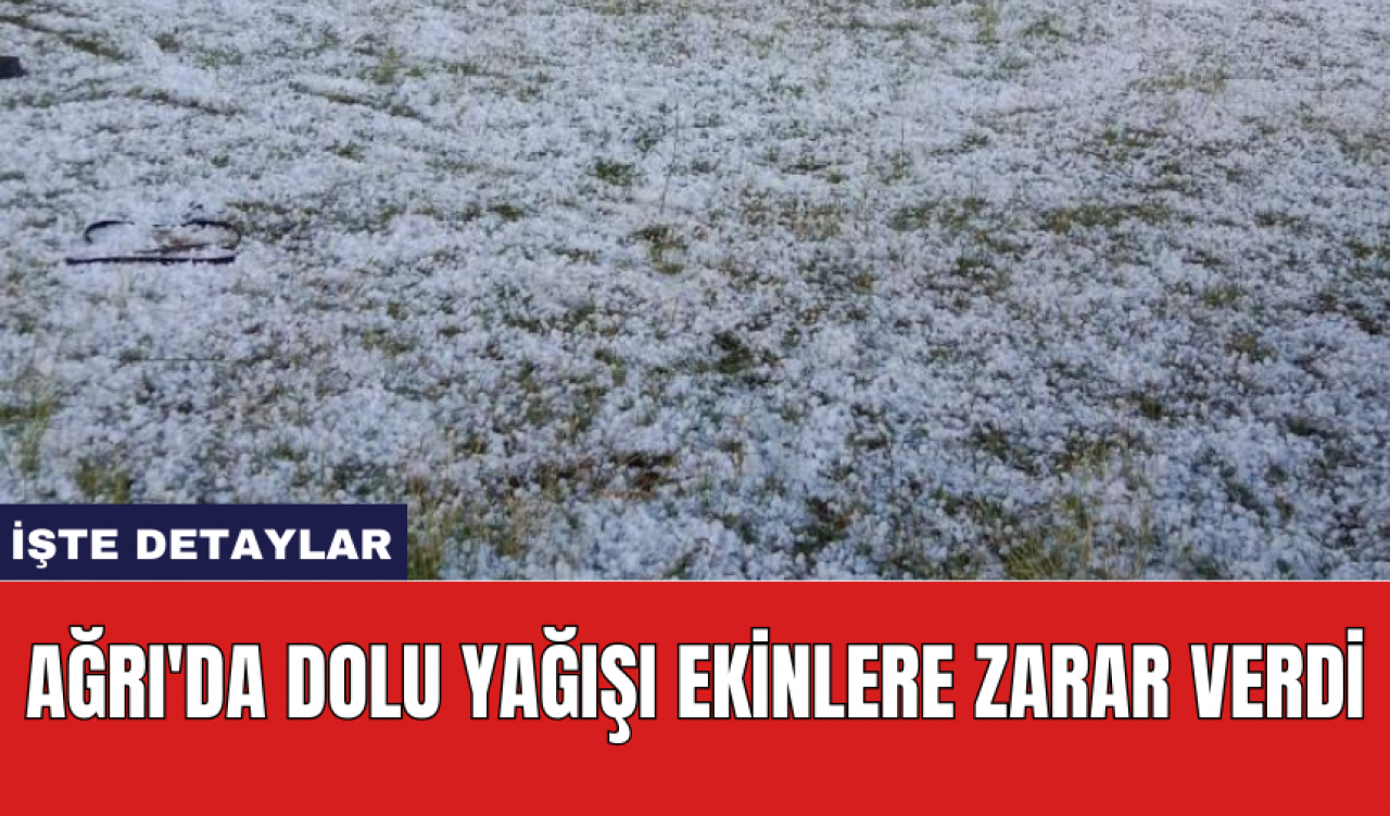 Ağrı'da dolu yağışı ekinlere zarar verdi