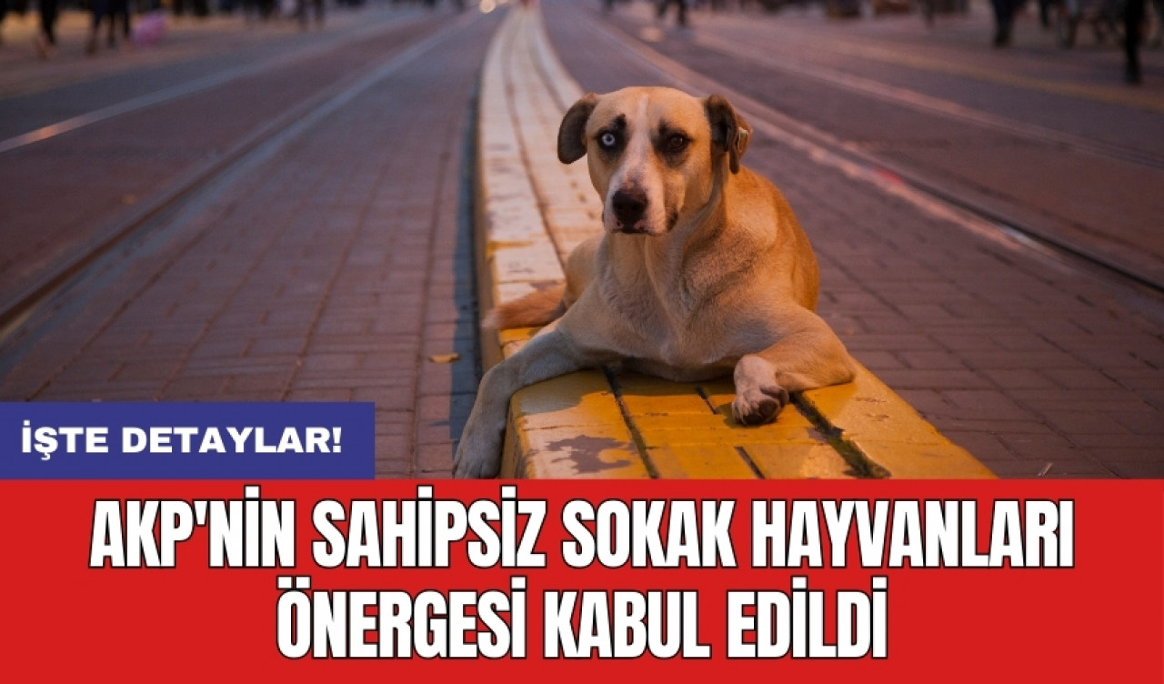 AKP'nin sahipsiz sokak hayvanları önergesi kabul edildi