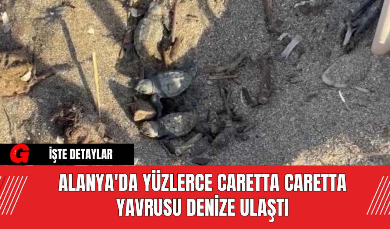 Alanya'da Yüzlerce Caretta Caretta Yavrusu Denize Ulaştı