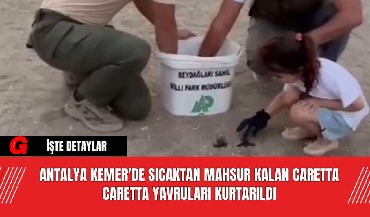 Antalya Kemer'de Sıcaktan Mahsur Kalan Caretta Caretta Yavruları Kurtarıldı