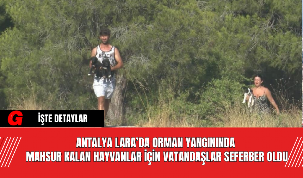 Antalya Lara’da Orman Yangınında  Mahsur Kalan Hayvanlar İçin Vatandaşlar Seferber Oldu