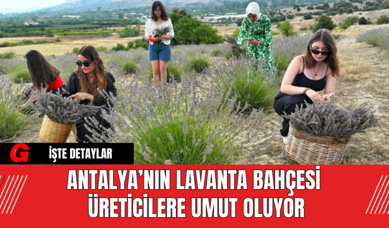 Antalya’nın Lavanta Bahçesi Üreticilere Umut Oluyor