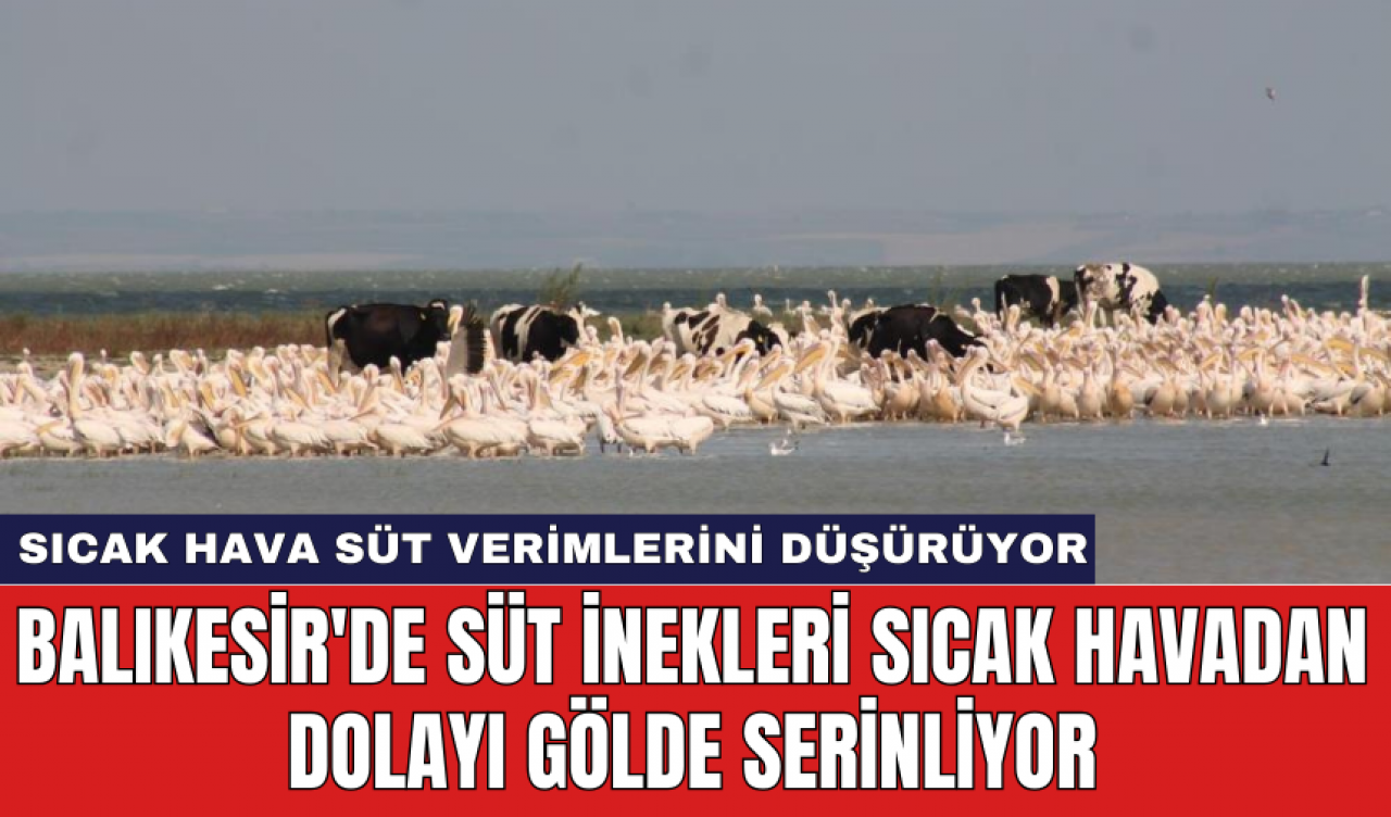 Balıkesir'de süt inekleri sıcak havadan dolayı gölde serinliyor