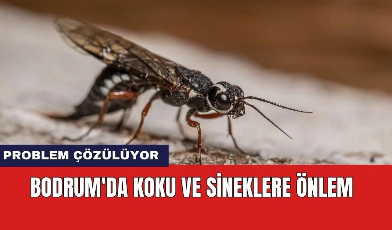 Bodrum'da koku ve sineklere önlem