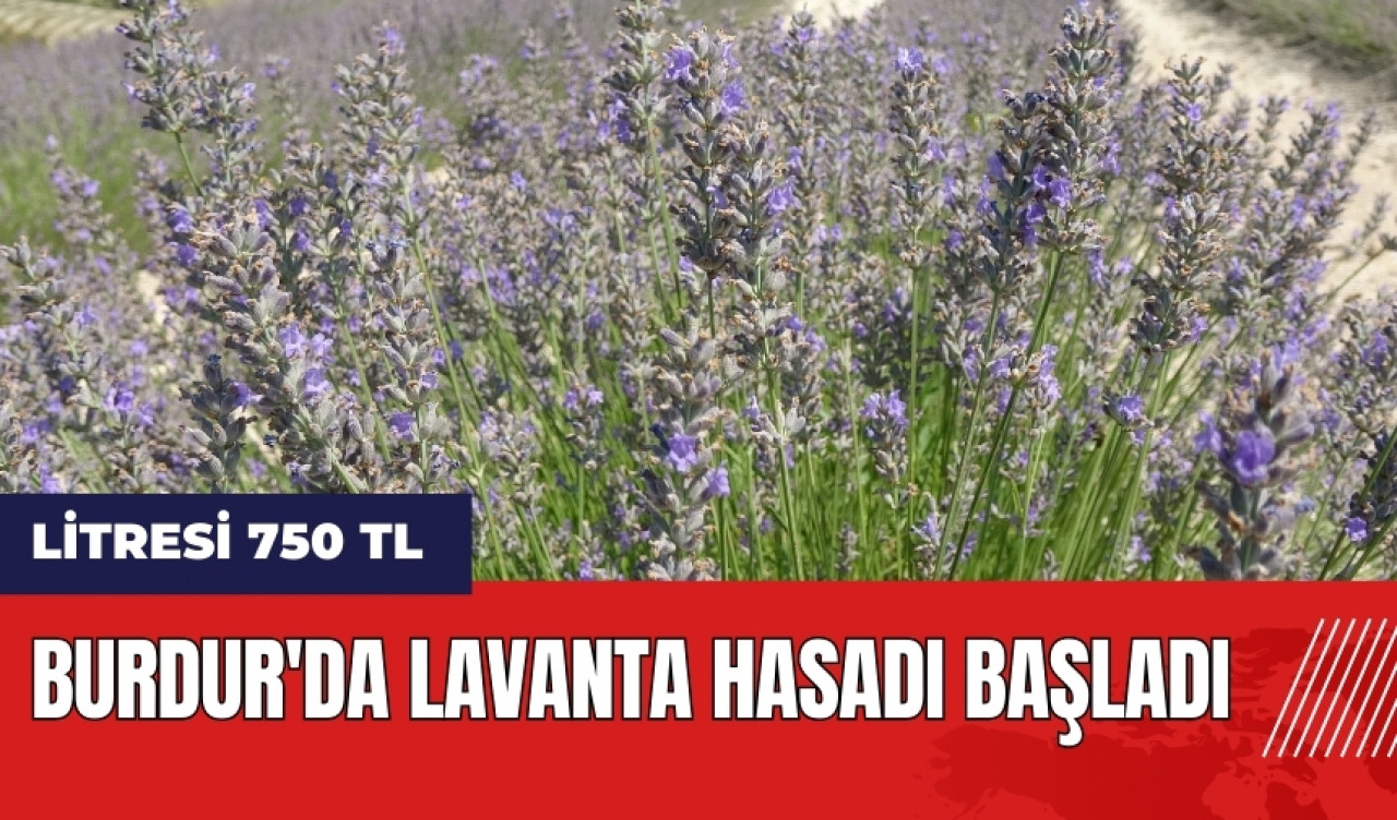 Burdur'da lavanta hasadı başladı