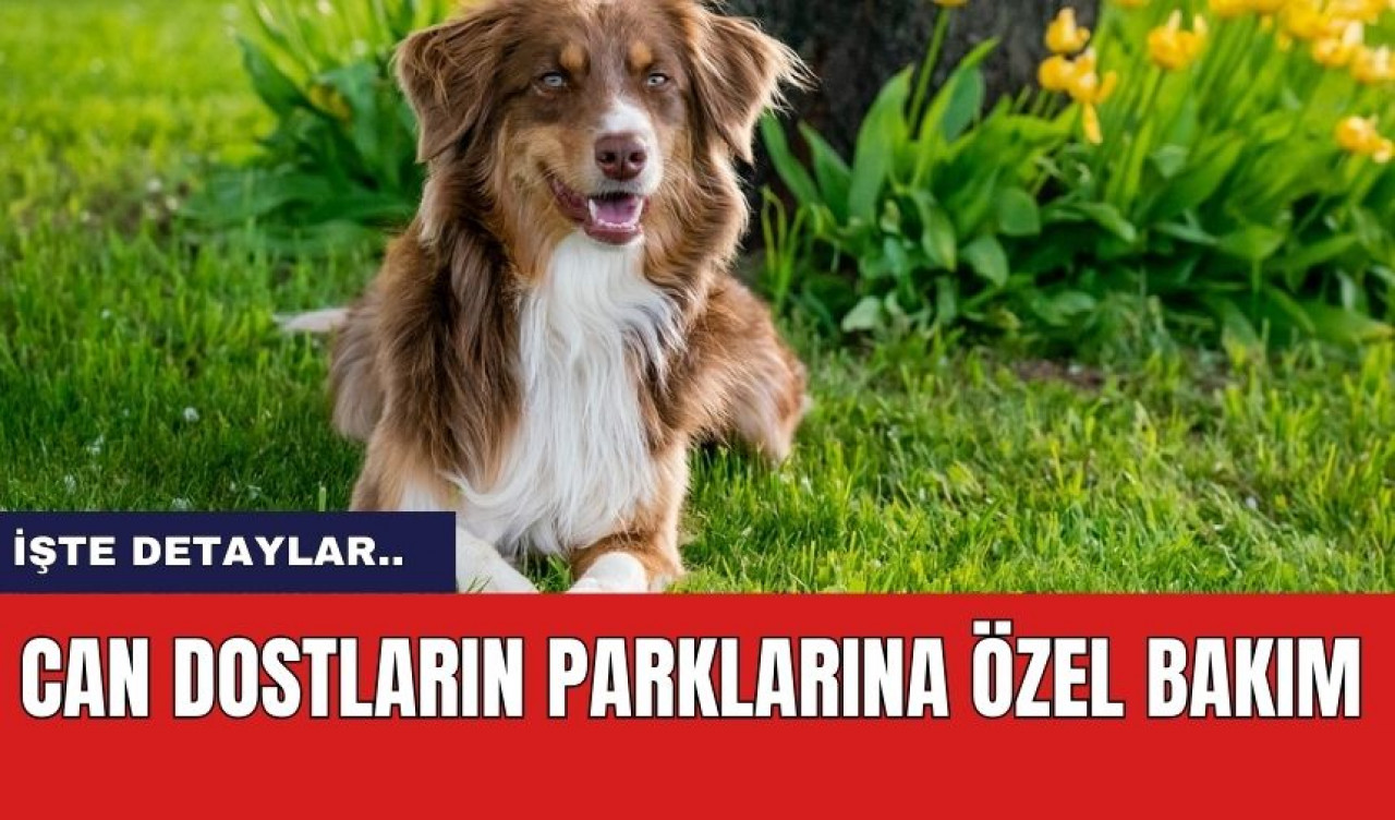 Can dostların parklarına özel bakım