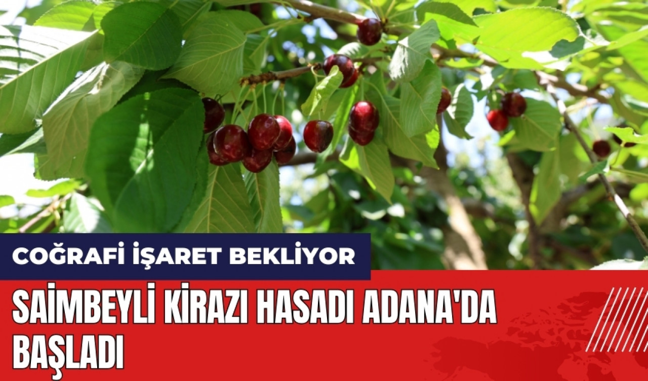 Coğrafi işaret bekleyen Saimbeyli kirazı hasadı Adana'da başladı