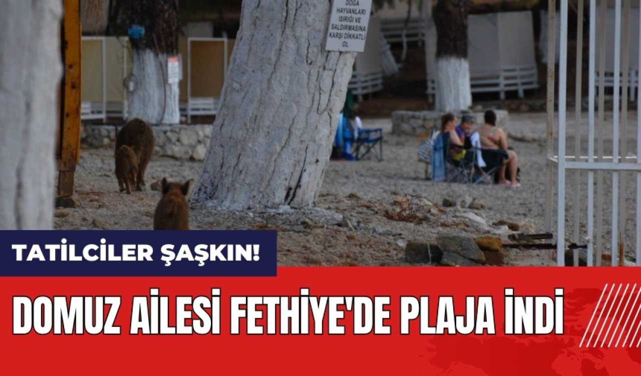 Domuz ailesi Fethiye'de plaja indi