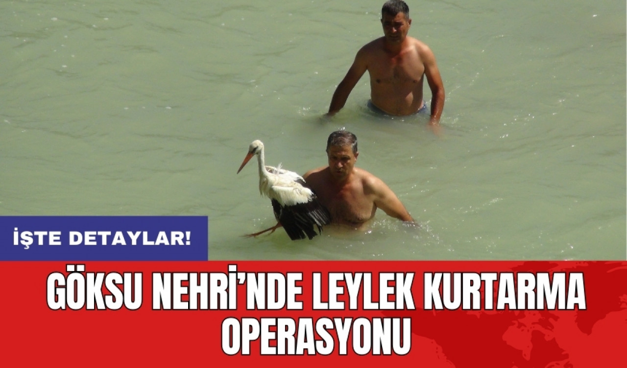 Göksu Nehri’nde leylek kurtarma operasyonu