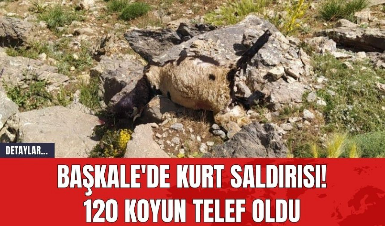 Başkale'de Kurt Saldırısı! 120 Koyun Telef Oldu