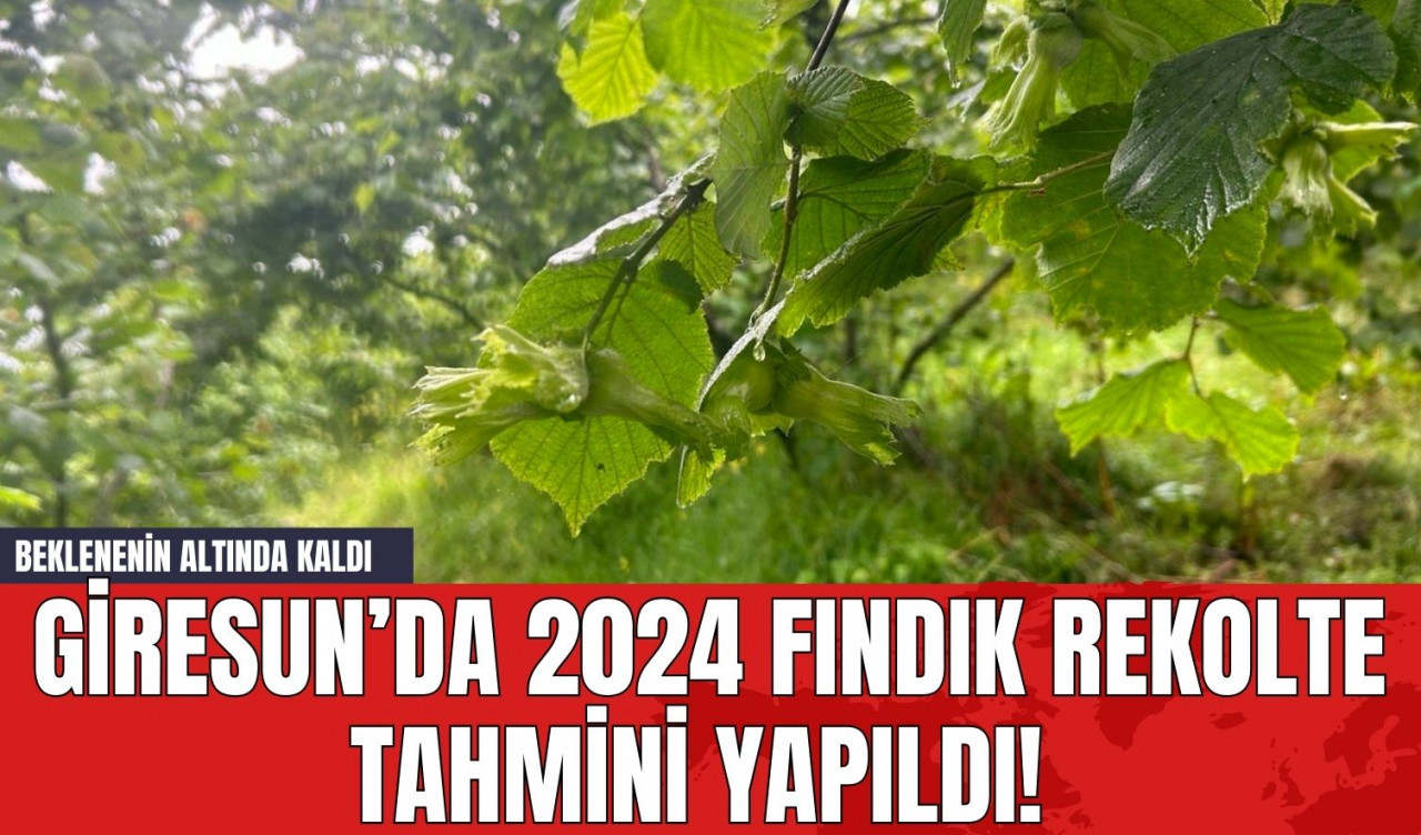 Giresun’da 2024 Fındık Rekolte Tahmini Yapıldı! Beklenenin Altında Kaldı