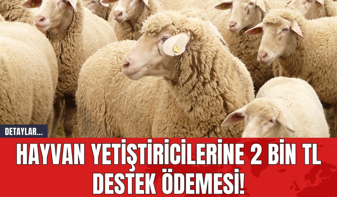 Hayvan Yetiştiricilerine 2 Bin TL Destek Ödemesi!