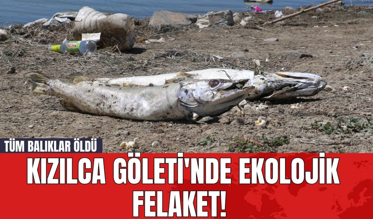 Kızılca Göleti'nde Ekolojik Felaket! Tüm Balıklar Öldü