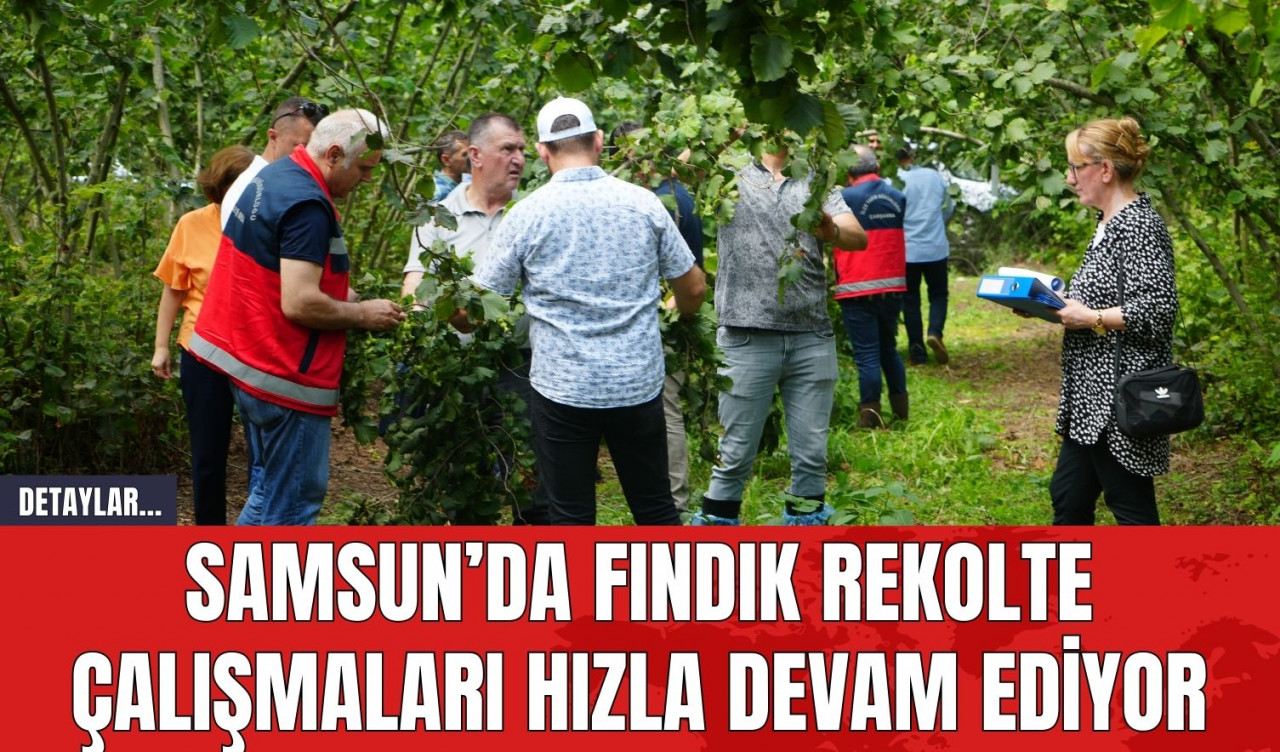 Samsun’da Fındık Rekolte Çalışmaları Hızla Devam Ediyor