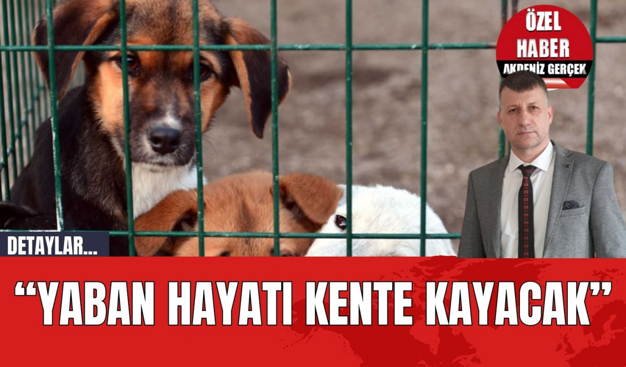 Yaban Hayatı Kente Kayacak