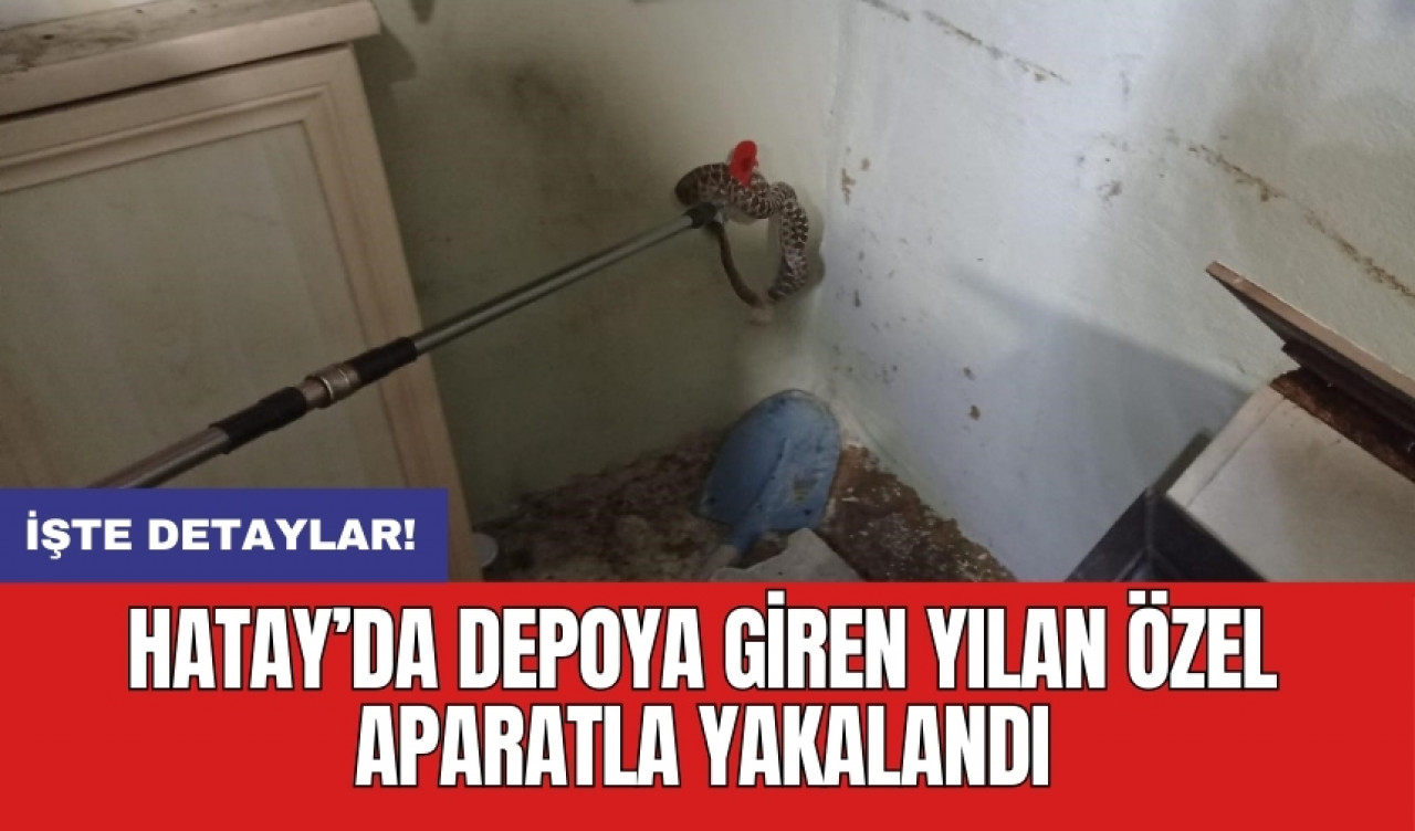 Hatay’da depoya giren yılan özel aparatla yakalandı