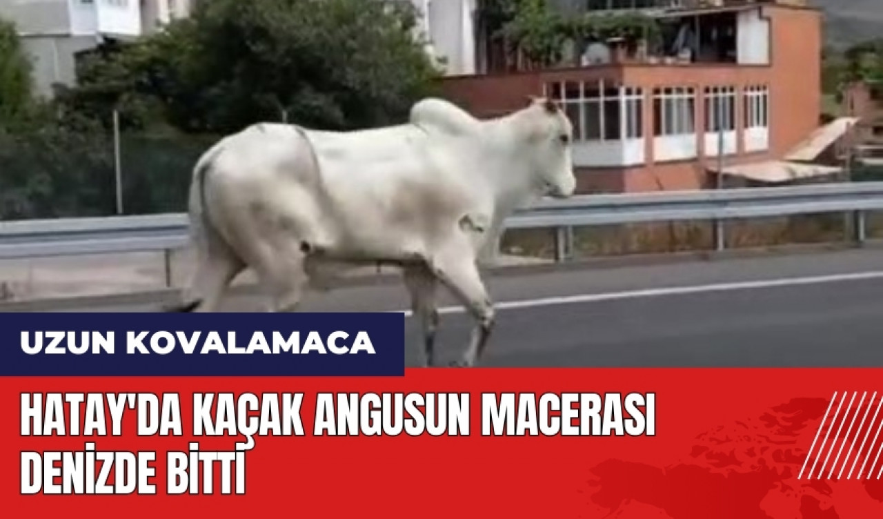 Hatay'da kaçak angusun macerası denizde bitti