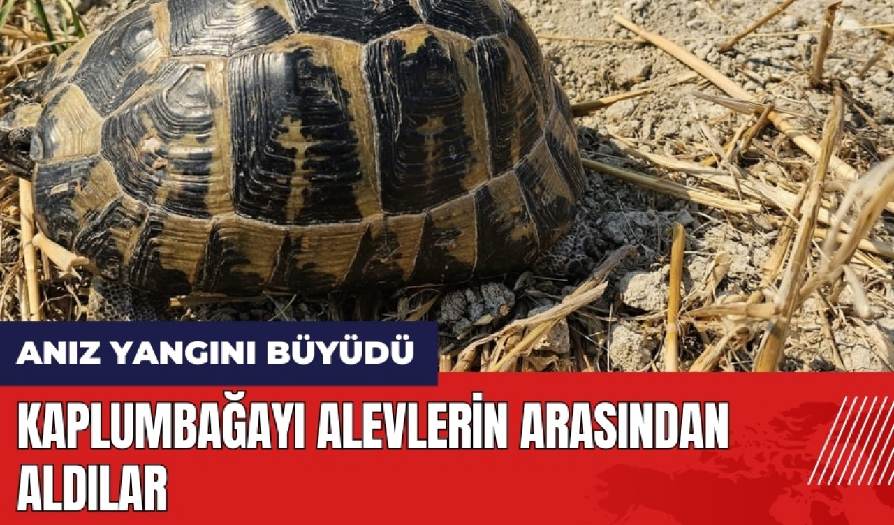 Hatay'da alevlerin arasında kalan kaplumbağayı böyle kurtardılar