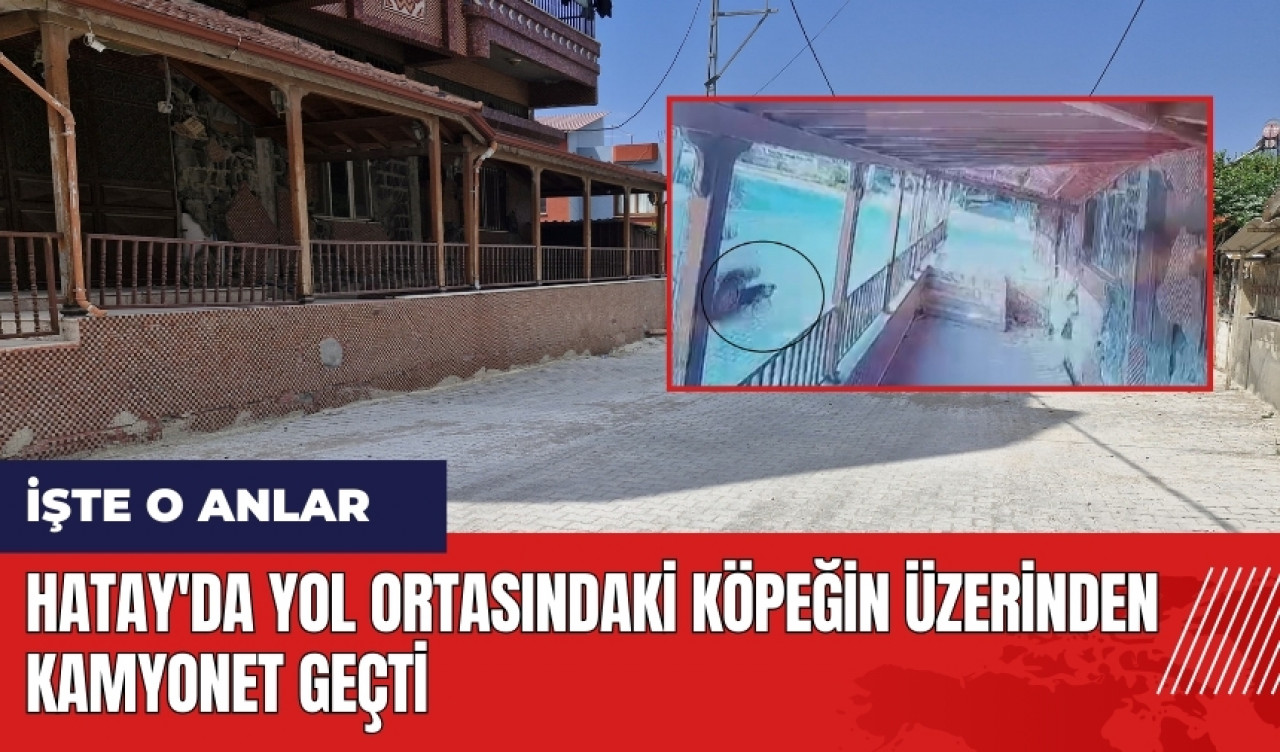 Hatay'da yol ortasındaki köpeğin üzerinden kamyonet geçti