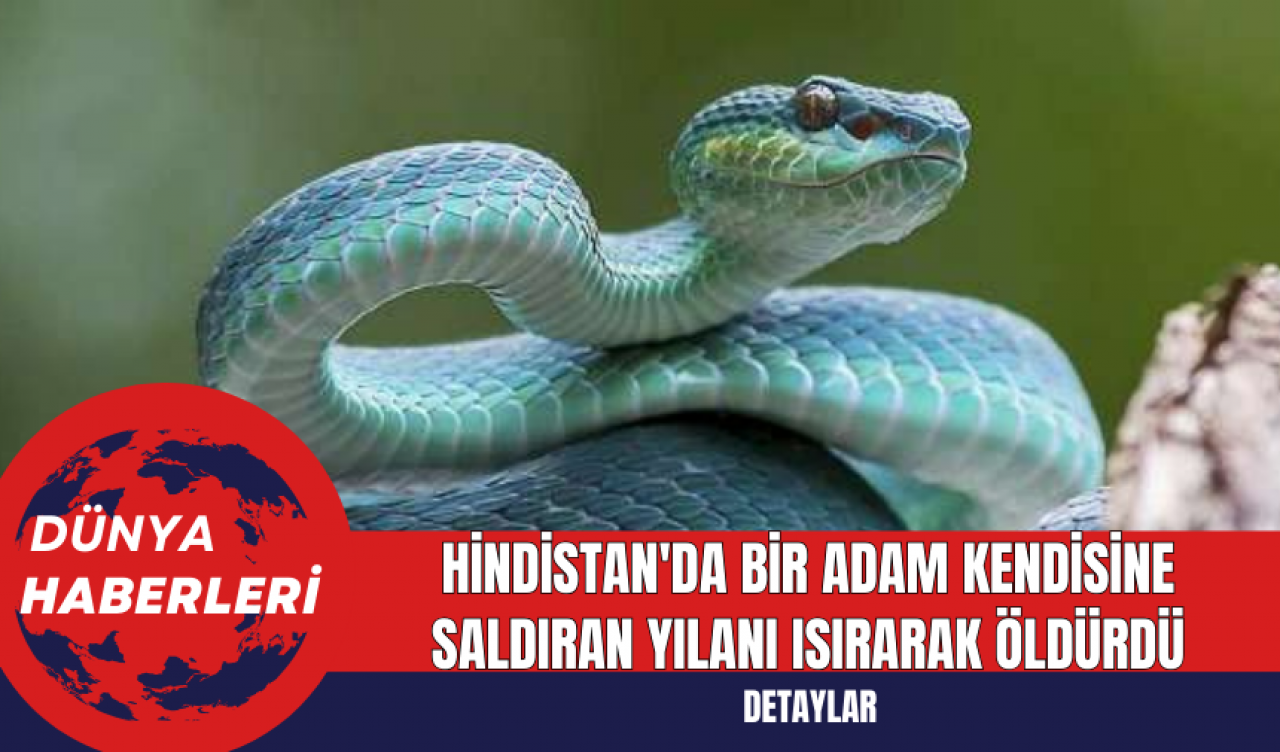 Hindistan'da Bir Adam Kendisine Saldıran Yılanı Isırarak Öldürdü